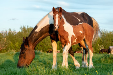 A beautiful brown and white mare horse and her young foal free in a green meadow at sunset