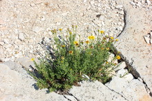 High Angle View Of Yellow Flowers Blooming On Rocks