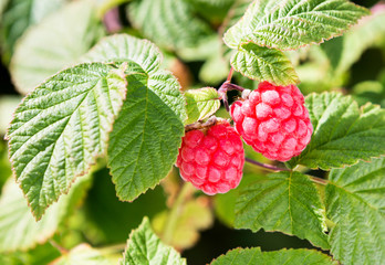 Poster - Raspberries. Growing Organic Berries Close up.