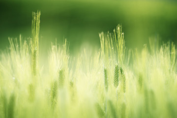 Wall Mural - barley field in sunset time