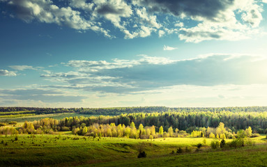 Canvas Print - field of spring grass and perfect sky