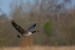Canada Goose in flight