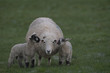Mlode owieczki u boku mamy