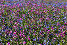 Native Wild Spring Flowers On Skomer Island, Pembrokeshire, Wales. Thick Carpets Of English Purple Bluebells And Pink Red Campion Sea Thrift Intermingle And Swathe Vast Sections Of The Island In May.