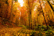 colorful autumn in forest