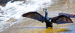 cormorant spreads wings