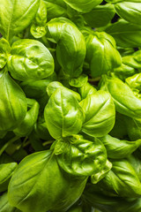 Wall Mural - Fresh green basil leaves.