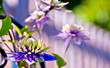 purple flowers in garden - clematis taiga