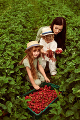 Wall Mural - Beautiful young caucasian mother with her children in a linen dress with a basket of strawberries gathers a new crop and has fun with the children