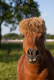 portrait of a pony with funny haircut in the field