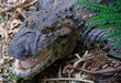 Duży krokodyl w lesie deszczowym