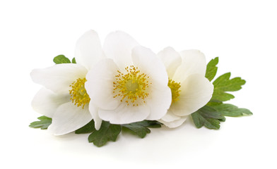 Wall Mural - Bouquet of white anemones.