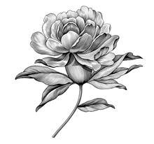 Peony Rose Flower Vintage Engraved Black And White Botanical Illustration. Vector Floral Retro Botany Victorian Pattern. Filigree Baroque Tattoo Design