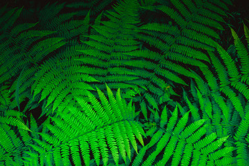  Green nature close up photo