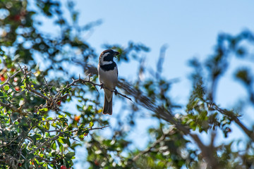 Wall Mural - Cape sparrow photographed in South Africa. Picture made in 2019.