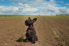 Cute Dog Sitting In Corn Field