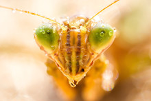 Close-up Of Wet Praying Mantis