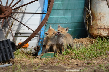 Poster - Baby red fox cubs