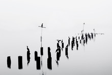 Cormorants Perched On Pilings In Heavy Fog In Bothell, WA
