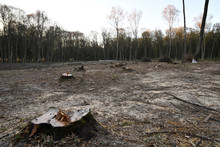 Deforestation Is Ecological Problem. Edge Of The Forest With Tree Stumps