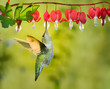 Hummingbird visiting bleeding heart flowers