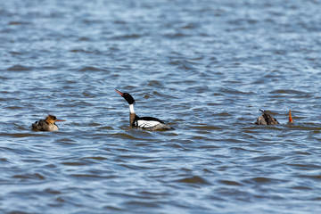 Canvas Print - Red breasted merganser swimming on lake Michigan.