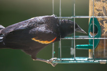 Red-Winged Blackbird At Bird Feeder