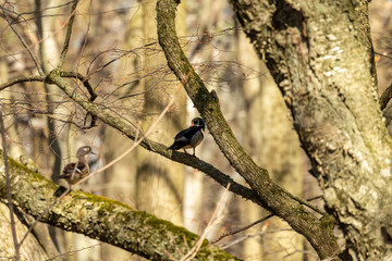 Wall Mural - Bird. Wood duck during spring in  breeding season. Natural scene from state park in Wisconsin.