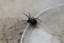 Black Spider In Glass Jar
