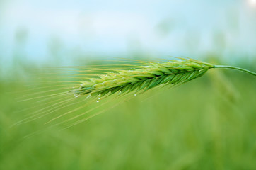 close up of wheat ears