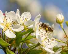 Bee On A Spring Blossom Pear-tree