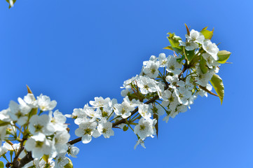 Wall Mural - Pear flower in full bloom in spring