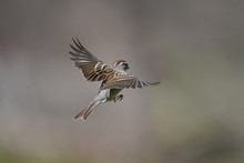 Chipping Sparrow In Flight