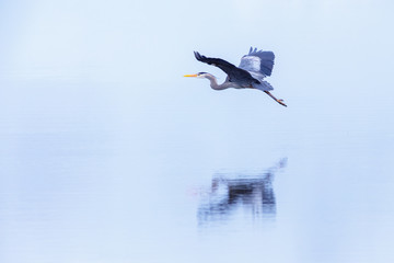 A blue heron flies low over water