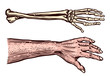 Human and Skeleton hands. Bony arm. Drawn engraved monochrome vintage biology sketch. Vector illustration for medicine poster or banners.