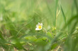 Scenic blooming wild strawberry berry in May. White single flower in spring, close-up, selective art focus
