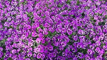 Full Frame Shot Of Purple Pansies Blooming On Field