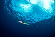 The Caribbean reef shark (Carcharhinus perezi) is a species of requiem shark, belonging to the family Carcharhinidae. 