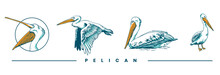 Pelican Set Illustration Design 