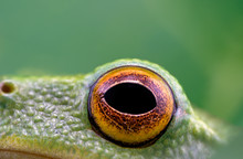 The Eye Of A Tiny Green Frog