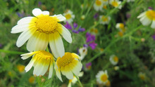 Drooping Daisies Free Stock Photo - Public Domain Pictures