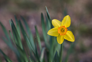 Sticker - Close-up of narcissus flower with missing petal.