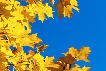 Wall Mural - yellow autumn leaves against blue sky