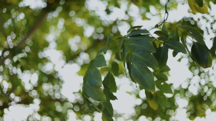 Wall Mural - Nature tree green leaves wind blowing