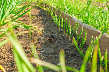 Fresh green young onions growing in a row next to garlic in two rows