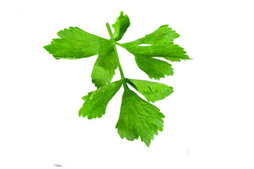 Wall Mural - One celery has been placed on a white background.