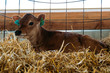 brown young jersey calf lies in the stall of a modern barn