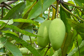 Bunches of organic raw mangoes in Thai mango gardens.