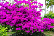 Violet Bougainvillea Flower. Bright Saturated Color Close Up.