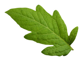 Wall Mural - Tomato leaf isolated on white background with clipping path.